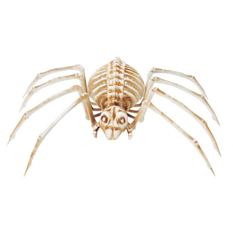 Squelette d'araignée (14")