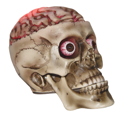 Crâne de squelette avec cerveau et lumières (7.5")
